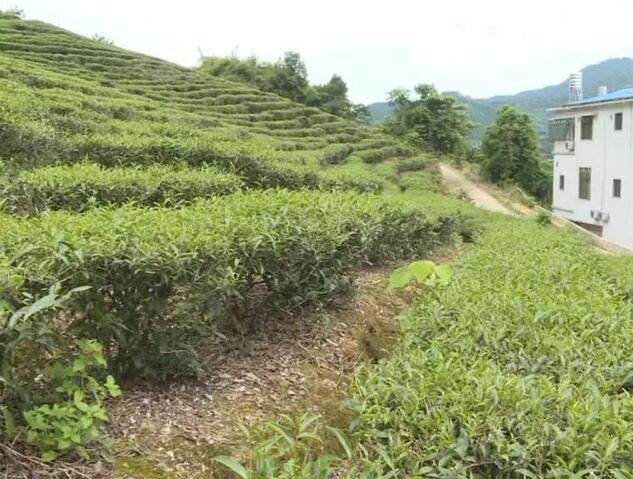 制茶技艺传承人何运新：着力打响品牌 带领村民走上致富路 